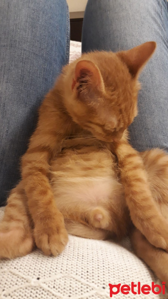 Sarman, Kedi  Çapul fotoğrafı