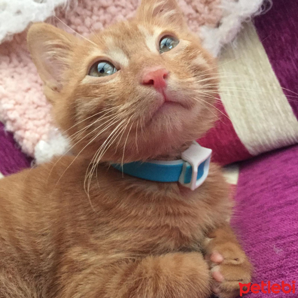 Sarman, Kedi  Çapul fotoğrafı