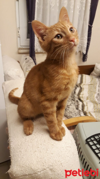 Sarman, Kedi  Çapul fotoğrafı