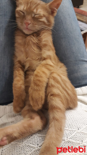 Sarman, Kedi  Çapul fotoğrafı