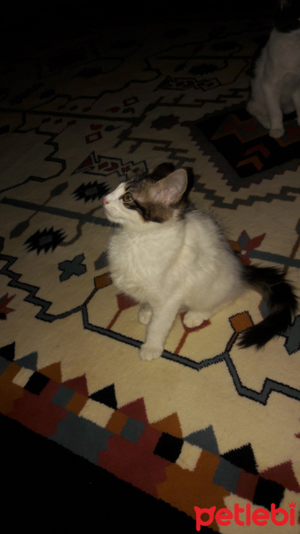 Tekir Kedi, Kedi  Ceku fotoğrafı