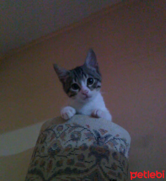 Tekir Kedi, Kedi  Casper fotoğrafı