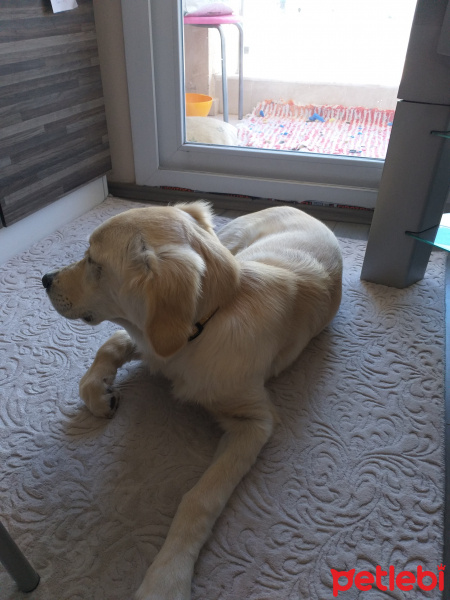 Golden Retriever, Köpek  Meks fotoğrafı