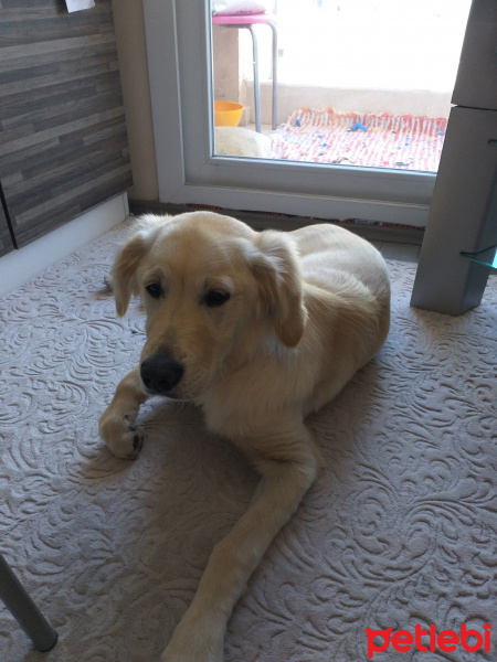 Golden Retriever, Köpek  Meks fotoğrafı
