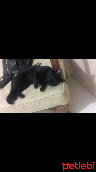 Tekir Kedi, Kedi  Pıt fotoğrafı