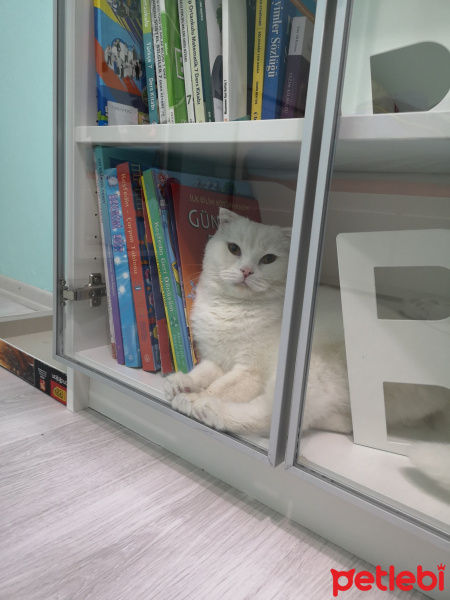 Scottish Fold, Kedi  Köpük fotoğrafı