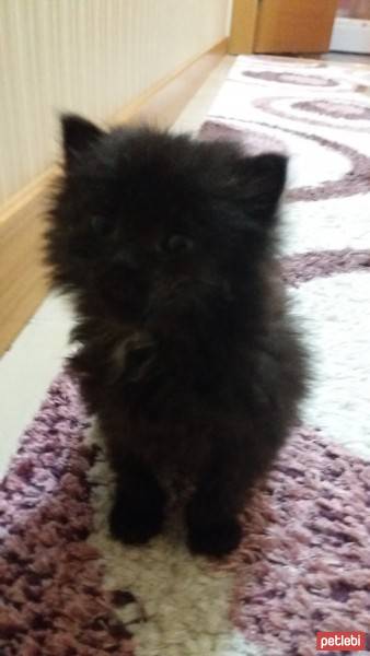Ankara Kedisi, Kedi  Gece fotoğrafı