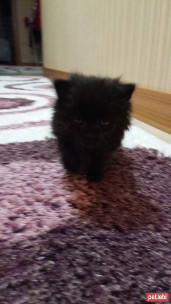 Ankara Kedisi, Kedi  Gece fotoğrafı