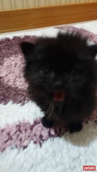 Ankara Kedisi, Kedi  Gece fotoğrafı
