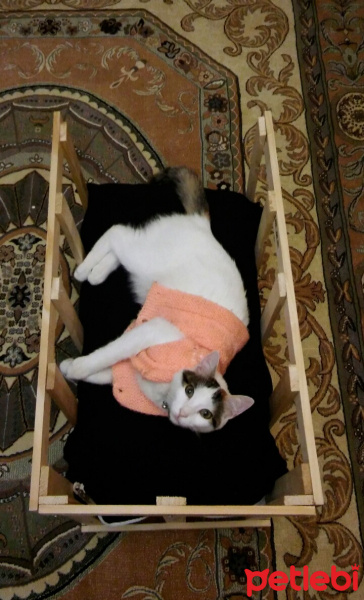 Tekir Kedi, Kedi  Şirin fotoğrafı