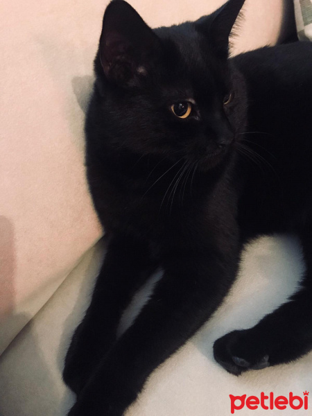 Bombay, Kedi  Paşa fotoğrafı