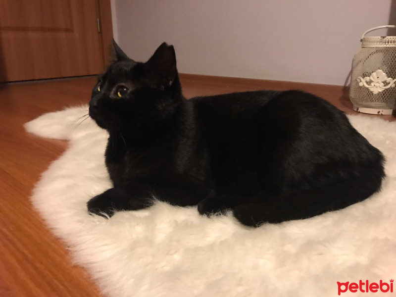Bombay, Kedi  Paşa fotoğrafı