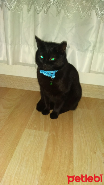 Bombay, Kedi  Paşa fotoğrafı