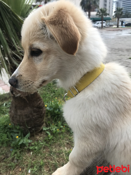 Golden Retriever, Köpek  Karamel. Golden fotoğrafı
