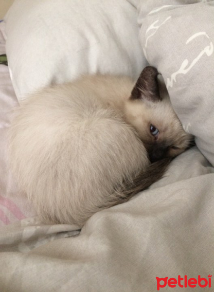 Siyam Kedisi, Kedi  Badem fotoğrafı
