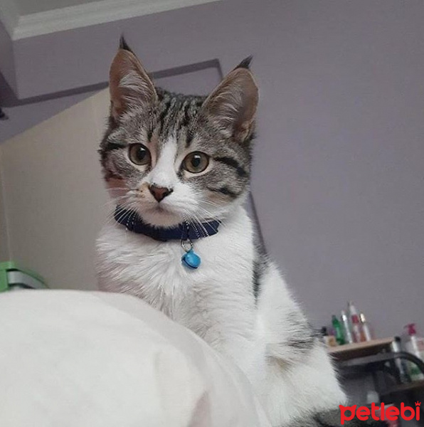 Tekir Kedi, Kedi  Pars fotoğrafı