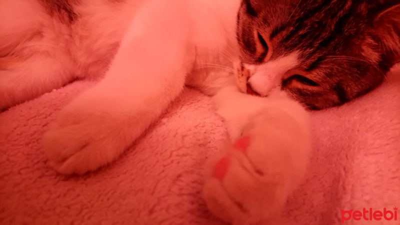 Tekir Kedi, Kedi  Pars fotoğrafı