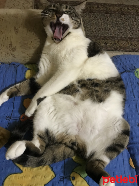 Tekir Kedi, Kedi  Dylan fotoğrafı