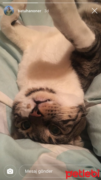 Tekir Kedi, Kedi  Dylan fotoğrafı