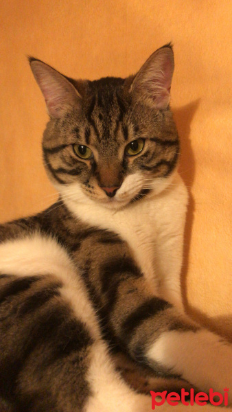 Tekir Kedi, Kedi  Dylan fotoğrafı