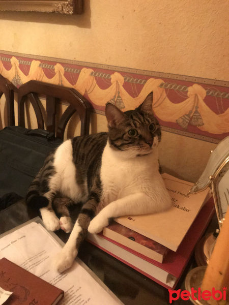 Tekir Kedi, Kedi  Dylan fotoğrafı