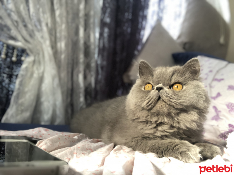 İran Kedisi (Persian), Kedi  Aşk fotoğrafı