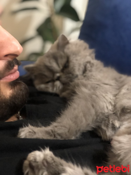İran Kedisi (Persian), Kedi  Aşk fotoğrafı