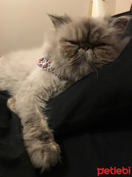 İran Kedisi (Persian), Kedi  Tamtam fotoğrafı