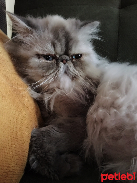 İran Kedisi (Persian), Kedi  Tamtam fotoğrafı