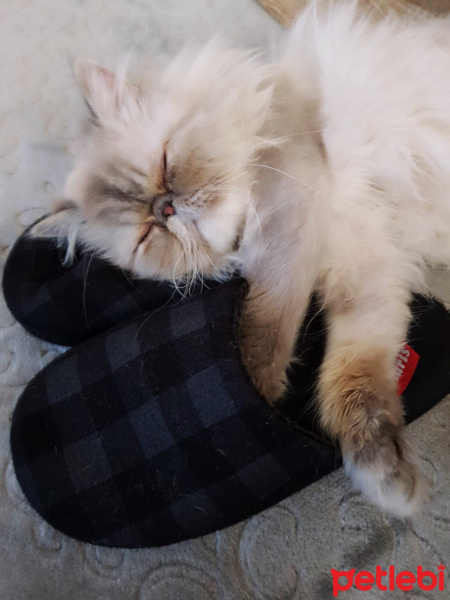İran Kedisi (Persian), Kedi  Tamtam fotoğrafı