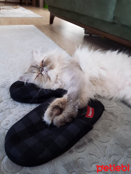 İran Kedisi (Persian), Kedi  Tamtam fotoğrafı
