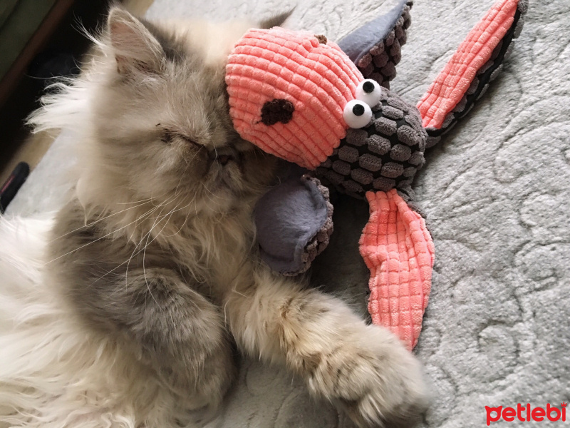 İran Kedisi (Persian), Kedi  Tamtam fotoğrafı