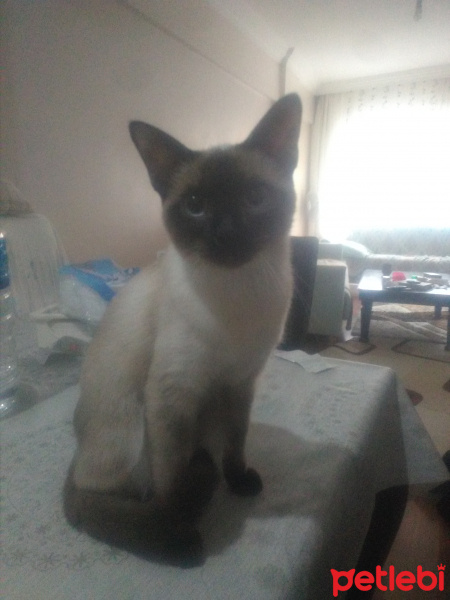 Siyam Kedisi, Kedi  Grecy fotoğrafı