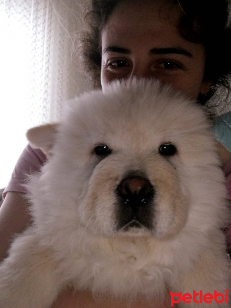 Chow Chow (çin Aslanı), Köpek  Tokur fotoğrafı