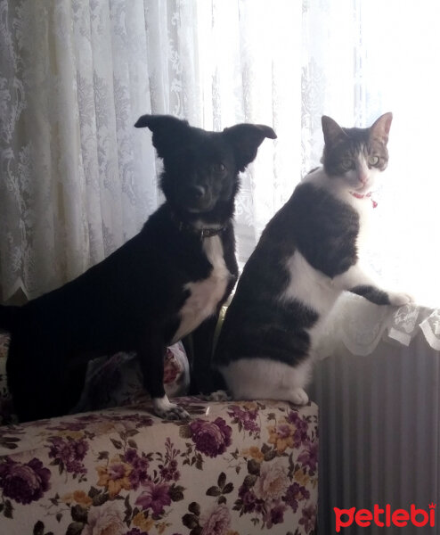 Sokö (Sokak Köpeği), Köpek  Zeytin fotoğrafı