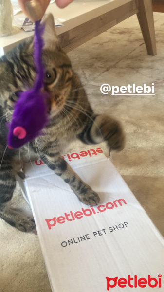 Tekir Kedi, Kedi  Bıcırık fotoğrafı