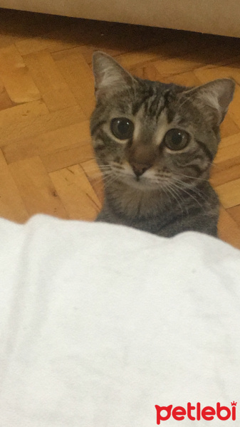 Tekir Kedi, Kedi  Bıcırık fotoğrafı