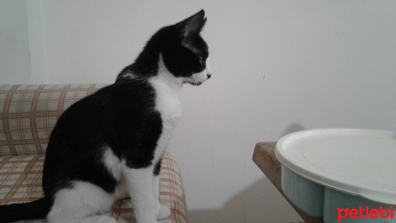 Tekir Kedi, Kedi  bihter fotoğrafı
