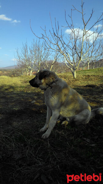 Kangal, Köpek  Tosun fotoğrafı