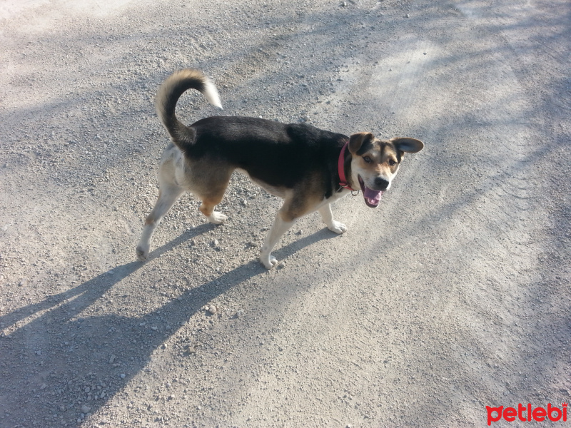 Sokö (Sokak Köpeği), Köpek  Efe fotoğrafı