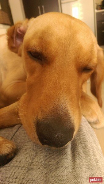 Golden Retriever, Köpek  mex fotoğrafı