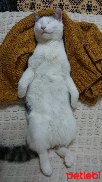 Tekir Kedi, Kedi  Gofret fotoğrafı