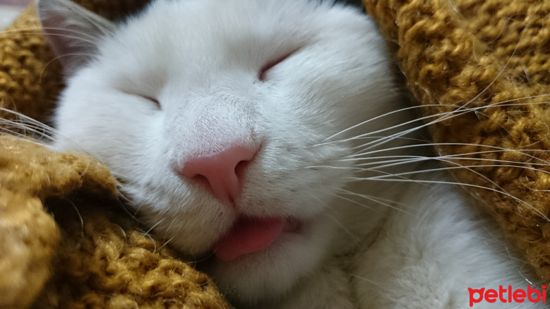 Tekir Kedi, Kedi  Gofret fotoğrafı