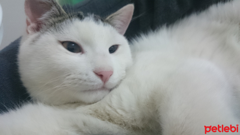Tekir Kedi, Kedi  Gofret fotoğrafı