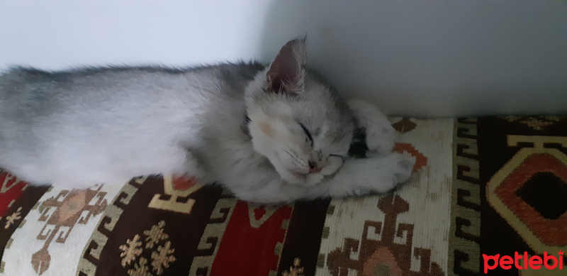 British Shorthair, Kedi  olaf fotoğrafı