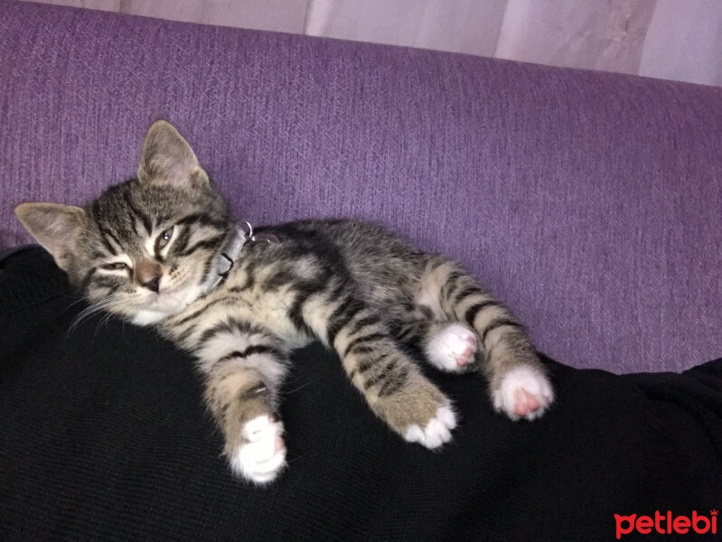 Tekir Kedi, Kedi  Pati fotoğrafı