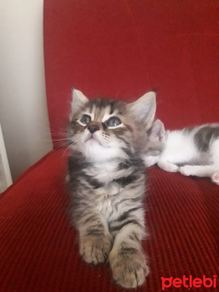 Tekir Kedi, Kedi  Acil fotoğrafı