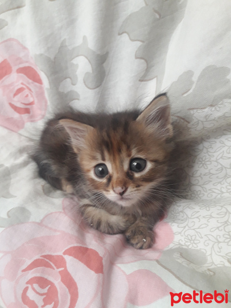 Tekir Kedi, Kedi  Acil fotoğrafı