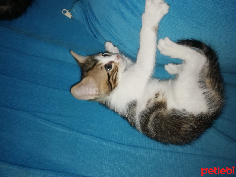 Tekir Kedi, Kedi  Acil fotoğrafı