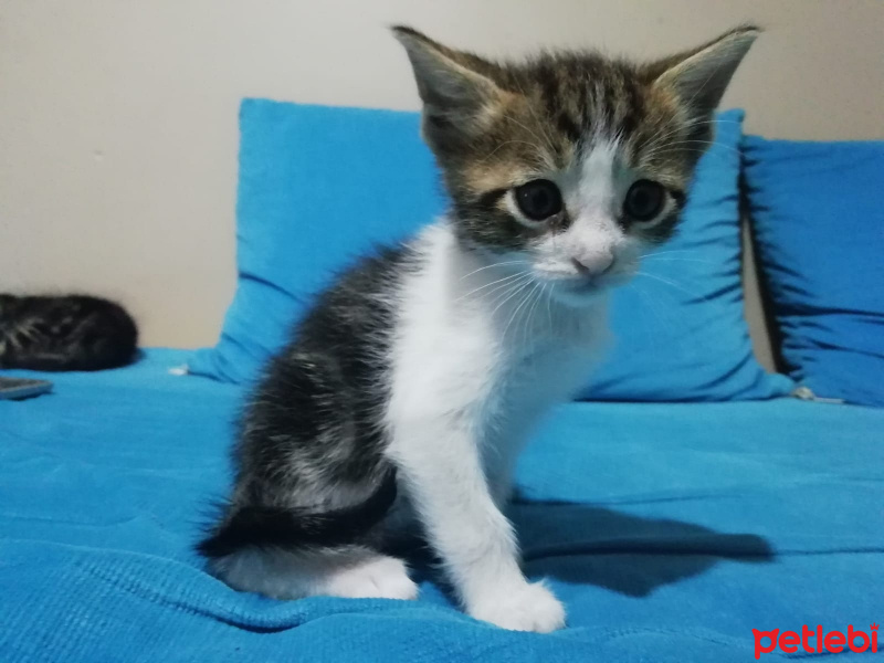 Tekir Kedi, Kedi  Acil fotoğrafı